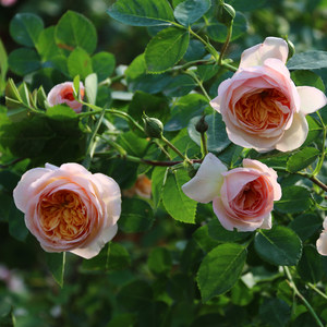 炼金术士月季花苗 扦插多分枝大苗 多头勤花藤本月季大苗藤本玫瑰￥ 