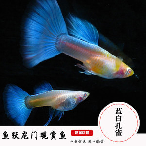 空蓝孔雀鱼蓝白孔雀鱼观赏鱼 热带鱼 小型鱼好