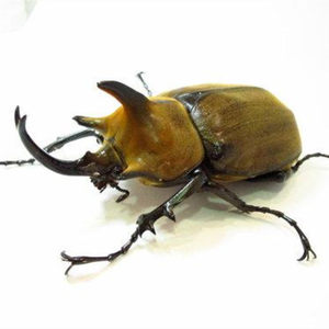 【宠物虫活体甲虫图片】宠物虫活体甲虫图片大