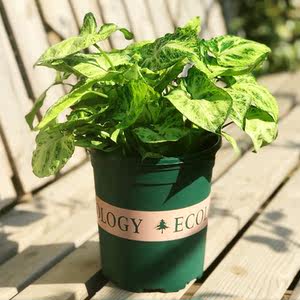 绿精灵合果芋图片