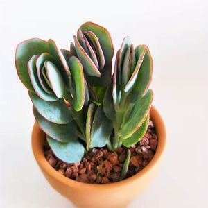 小叶彩蝶多肉植物蝴蝶之舞系列多肉阳台迷你肉肉花卉绿植美观趣味