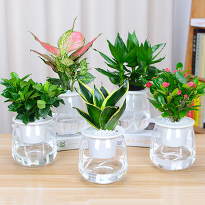 【水培绿植花卉图片】水培绿植花卉图片大全_好便宜网