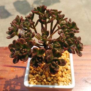 多肉植物 小人祭 特价小桩 多肉绿植包邮 丛生奇趣多肉迷你盆栽