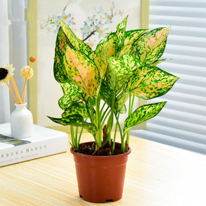 品牌名称: 绿叶植物盆栽室内花