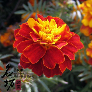 格莱美w点点实惠网,查询商品优惠券网,精选优惠卷商品网,点点优惠网站