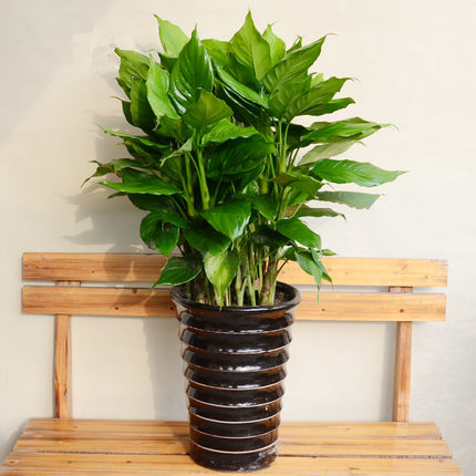 新加坡羽毛球公然赛：中邦队勇夺四冠两亚，出现健旺势力(新加坡羽毛球运启发名单)