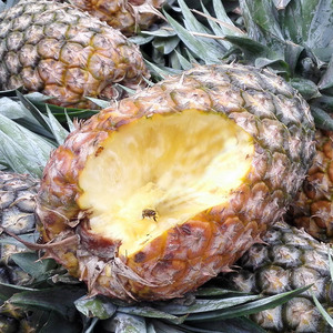 包邮缅甸凤梨水果新鲜2-4个装8斤左右香甜多汁无眼菠萝金钻凤梨