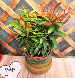 红车 红车盆栽 桌面绿色多彩观叶植物 阳台庭院 室内好养红叶鸿运