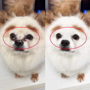 狗狗去泪痕神器猫眼药水狗狗眼药水泪痕消宠物抗菌消炎去眼屎用品