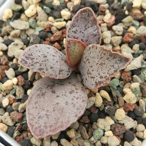 尸香 span class=h>魔芋 /span> 水泡 多肉 植物 花卉 进口 办公室