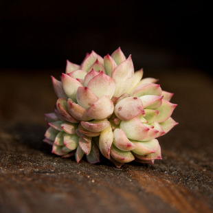 女雏 雨和张 新手办公室盆栽盆景 放辐射 多肉植物 肉匠园艺