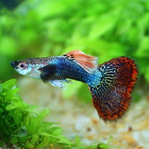 七彩龙鳞孔雀鱼图片