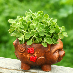 一抹香盆栽 室内 span class=h>碰碰香 /span> 香草 span class=h>