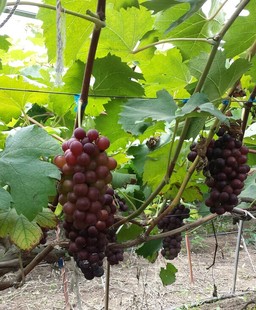 四季早生嘉宝果 实拍加多宝树苗 台湾珍贵树葡萄实生苗庭院果树