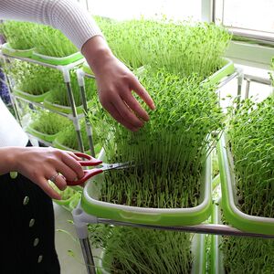 纸上种菜芽苗菜种植盘加盖保温保湿育苗 span class=h>盆 /span>豆芽