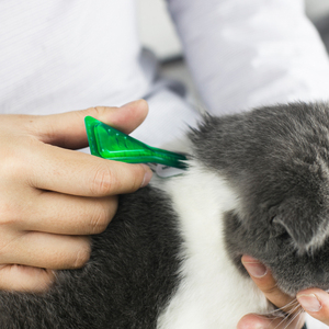 福莱恩体内驱虫猫图片