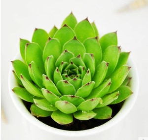 观音莲多肉植物图片