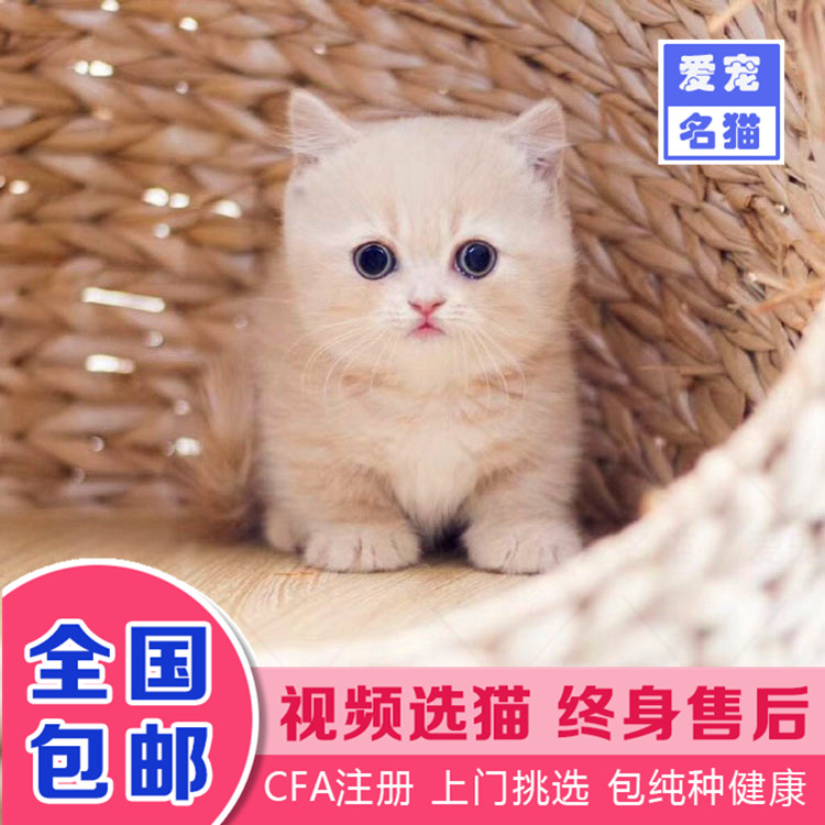 曼基康矮脚猫幼猫活体宠物猫 布偶猫加菲猫金渐层波斯猫无毛猫