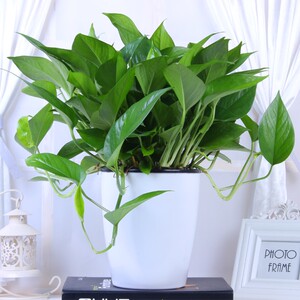 大绿萝盆栽室内花卉 span class=h>多肉植物 /span>吸甲醛 span class