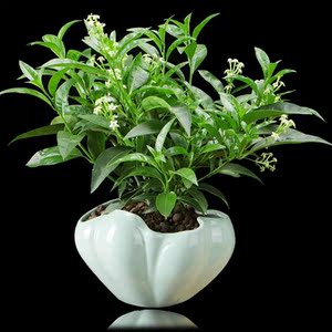 客厅盆栽花卉净化空气四季带盆图片