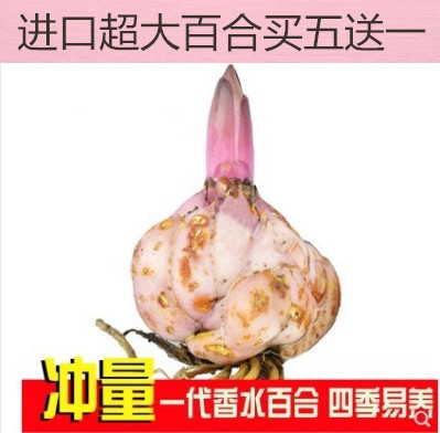 进口香水百合花大种球重瓣花苗带芽阳台四季花卉室内庭院绿植盆栽