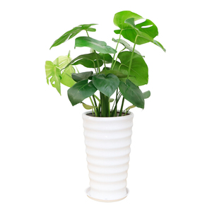 深圳龟背竹吸甲醛大盆栽绿植室内    植物净化空气 专车送货上门