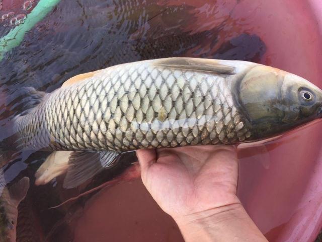 东江河鱼 鲩鱼 草鲩 白鲩 草鱼 淡水鱼 无污染 野生河鲜拍一件3斤