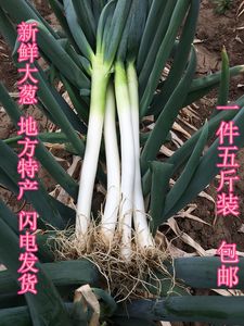 【山东章丘大葱甜葱价格】最新山东章丘大葱甜