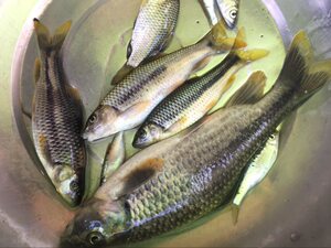 【野生小河鱼新鲜价格】最新野生小河鱼新鲜价