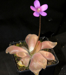 食虫植物—马尔恰诺捕虫堇 pinguicula marciano(类似多肉)