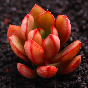 丹格朗斯单格朗司多肉植物组合盆栽园艺花卉绿植萌肉肉迷你多肉