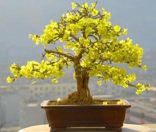 迎春花苗木庭院盆栽耐寒花卉树桩造型盆景室内开花植物攀援花卉