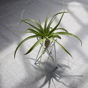 空气凤梨江苏基地 无土植物 艾瑞克 t.eric knobloch 稀有品种