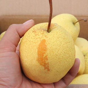 酥甜好吃 山西同川酥梨 3斤 新鲜水果 梨子 忻州特产 约7-9颗