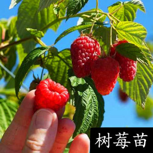 果樹苗樹莓樹苗紅樹莓黑樹莓地栽盆栽南方北方種植當年結果包郵