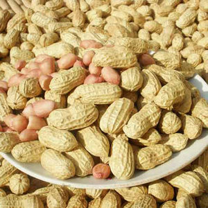 散装带壳生花生新鲜自种农家自产带壳干生花生粉皮花生晒干2017年