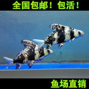 【三纹虎鱼印尼虎价格】最新三纹虎鱼印尼虎价