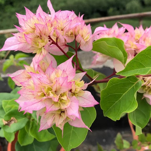 怡锦三角梅 重瓣绿樱 白里透红庭院植物 花卉广州发货