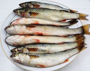 海之沃海鲜 速冻野生梭鱼 梭子鱼 新鲜速冻海产 水产 海鱼 满包邮