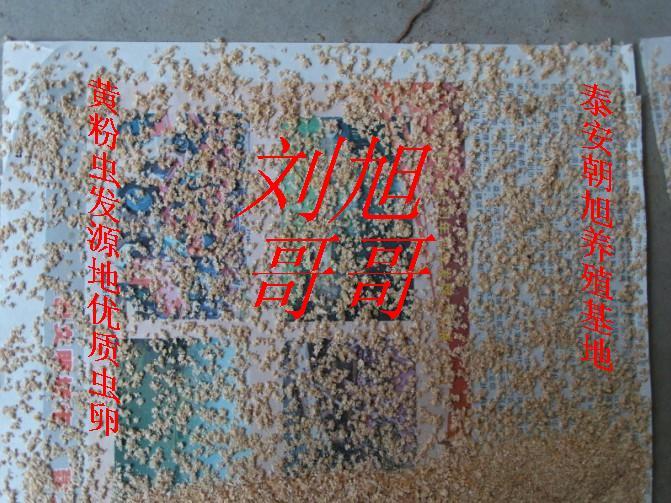 黄粉虫卵【发源地】优质种虫卵,种虫,面包虫虫卵【包邮】包技术