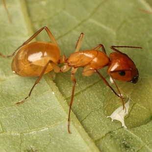 turcestanus 寵物螞蟻活體 蟻后群