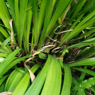 贵州特产新鲜山奈盆景三奈叶茴香增香去腥带根苗香料五香叶五香草