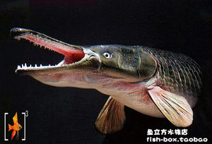 南美慈鲷 道士火口苗 大型热带鱼活体鱼 慈鲷活