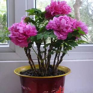 洛阳牡丹花苗盆栽庭院阳台室内花卉观花绿植物盆栽四季开花盆景