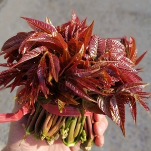 野菜新鲜野生图片