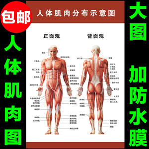 人体骨骼肌肉图解剖图大挂图 诊所医用