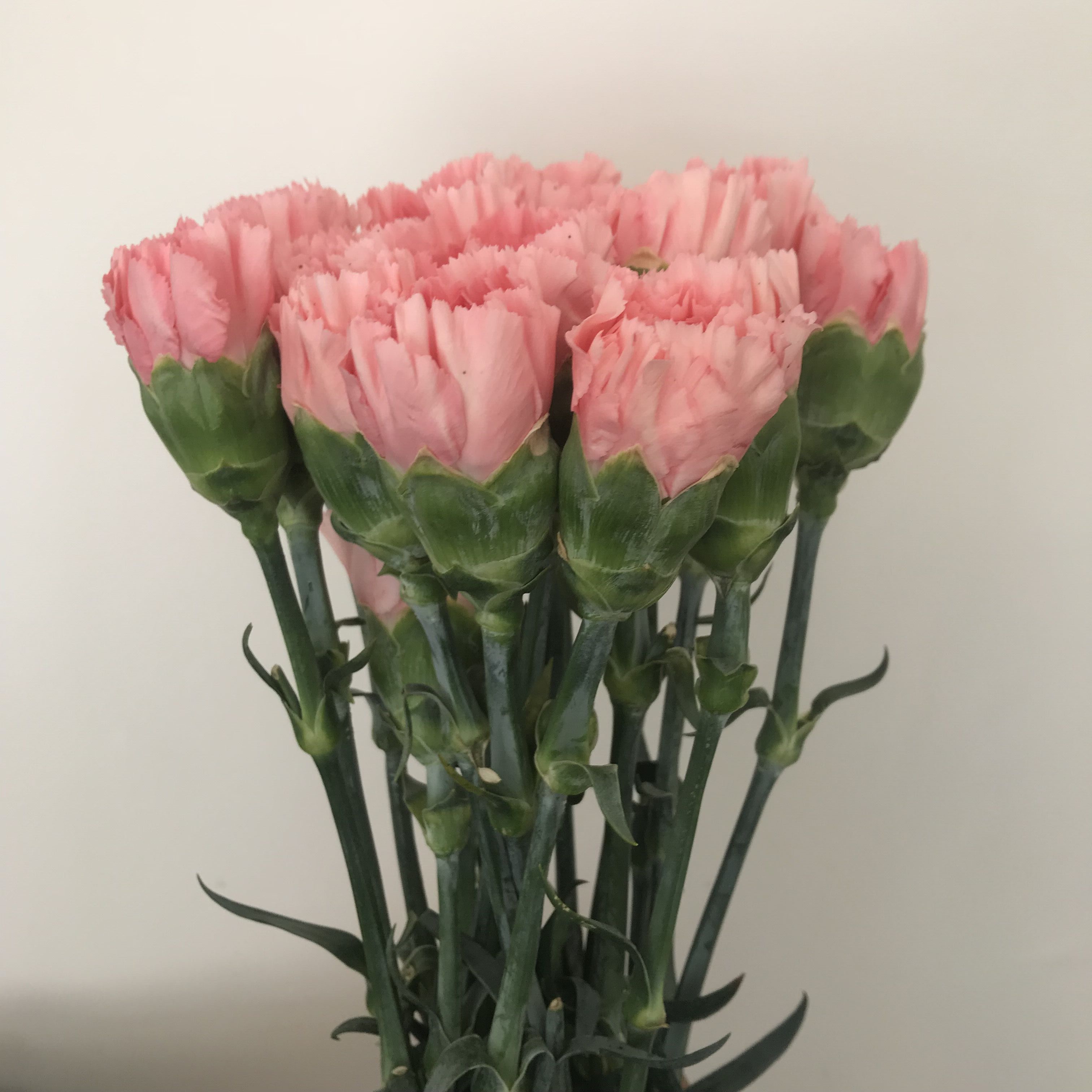 云南昆明种植基地直发 单头康乃馨鲜花 同城速递家庭插花 基地货