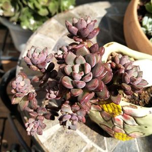 悬崖 span class=h>多肉植物 /span>老桩 紫梦多头群生老桩 一物一拍