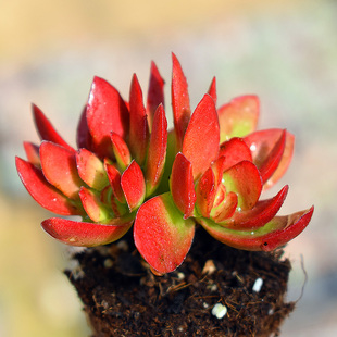 花匠多肉 多肉植物 天狗之舞 状态好 4-5cm 颜色艳 萌肉花卉组合