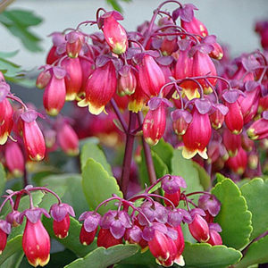 东篱园艺 一代进口苗长寿花紫宫灯灯笼花室内阳台垂吊花卉盆栽